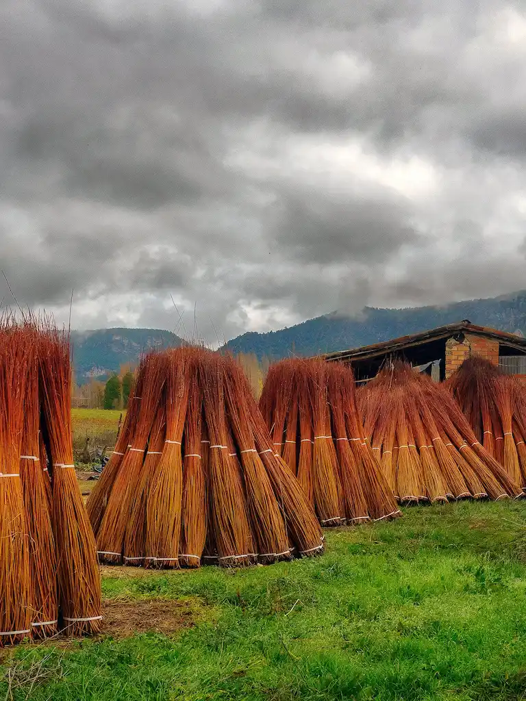 Tradición del cultivo de mimbre en Cañamares Cuenca