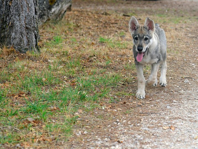 Cabañas-rurales-que-admiten-perros-1