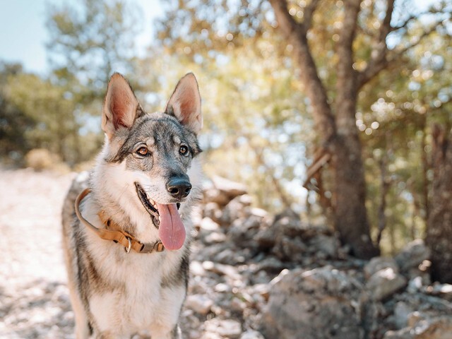 Cabañas-rurales-que-admiten-perros-2