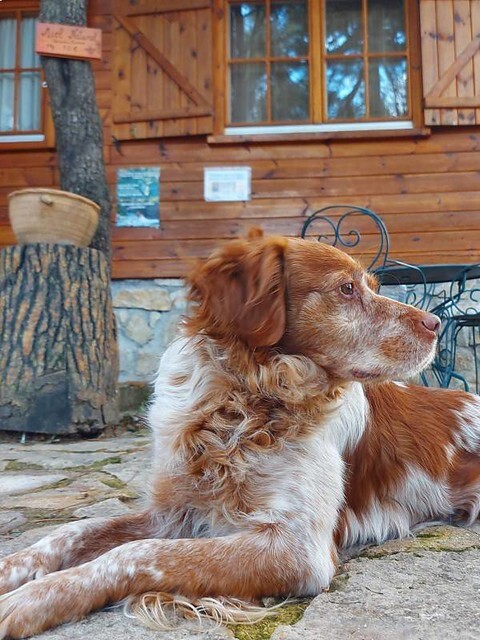 Cabañas-rurales-que-admiten-perros-8