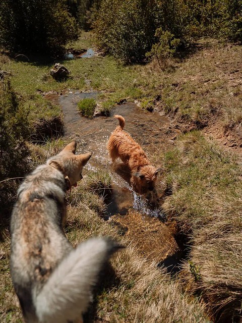 Cabañas-rurales-que-admiten-perros-10