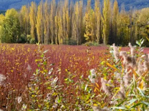 campos de mimbre