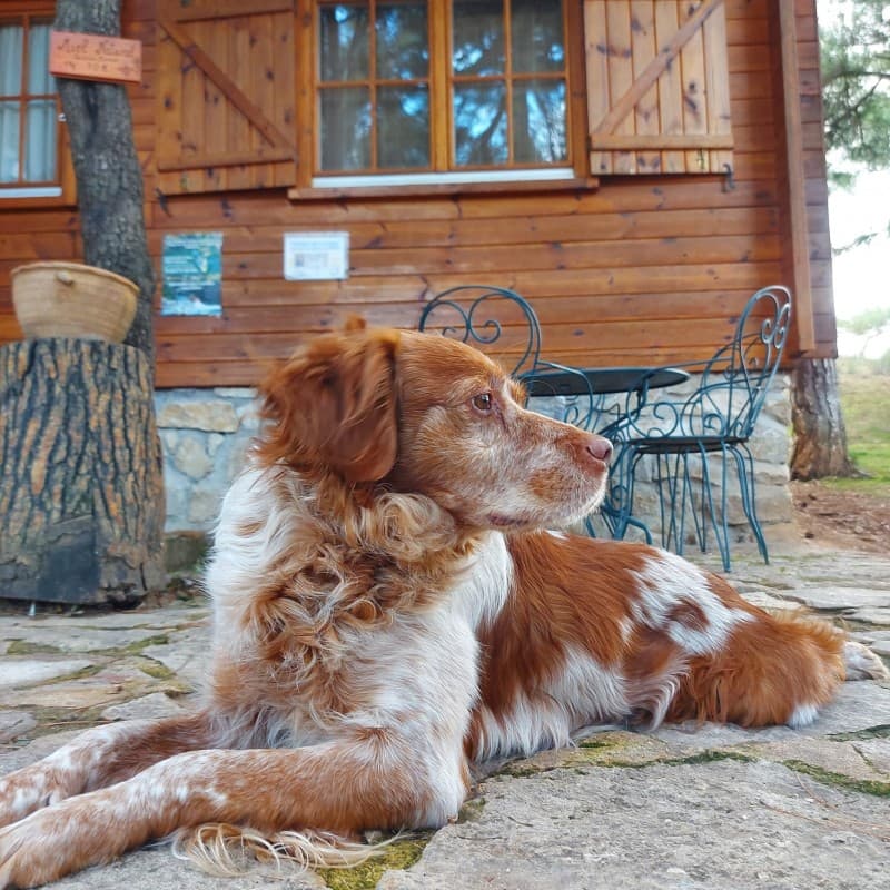 Cabañas que admiten Perros