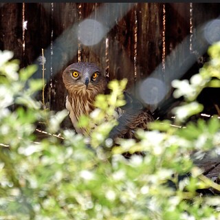 Parque-fauna-hosquillo-5
